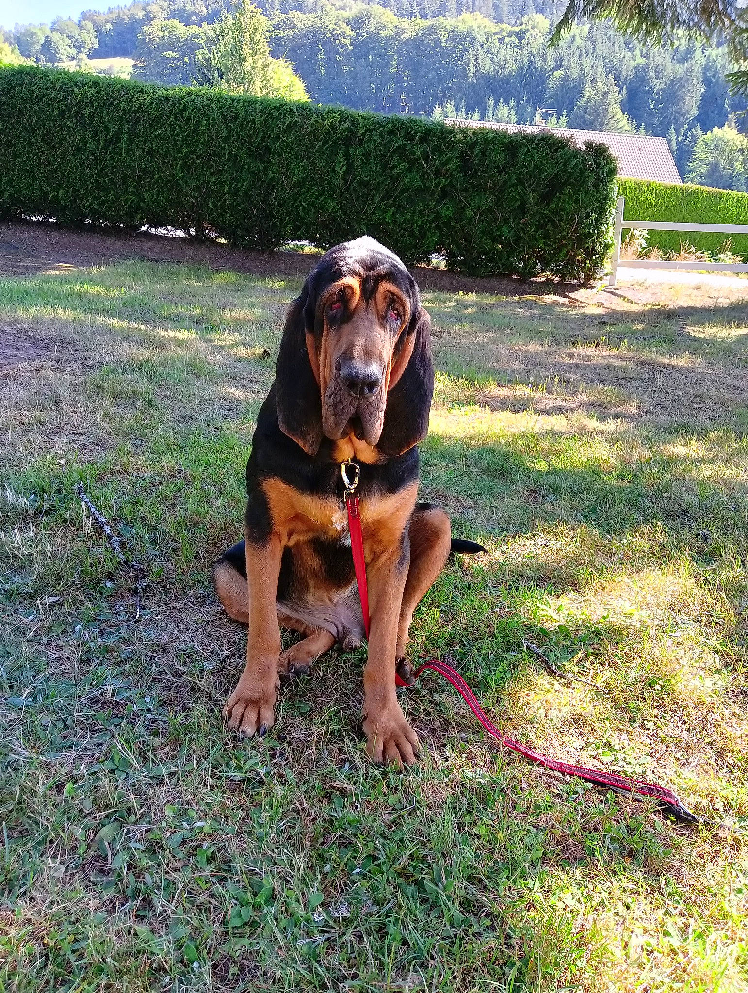 Sirius a rejoint le concours — aidez-le/la à gagner de superbes lots ! beaglier, carnivore, collar, companion_dog, dog, dog_breed, fawn, grass, grassland, green, groundcover, guard_dog, landscape, lawn, plant, rottweiler, sporting_group, tree, working_animal, working_dog