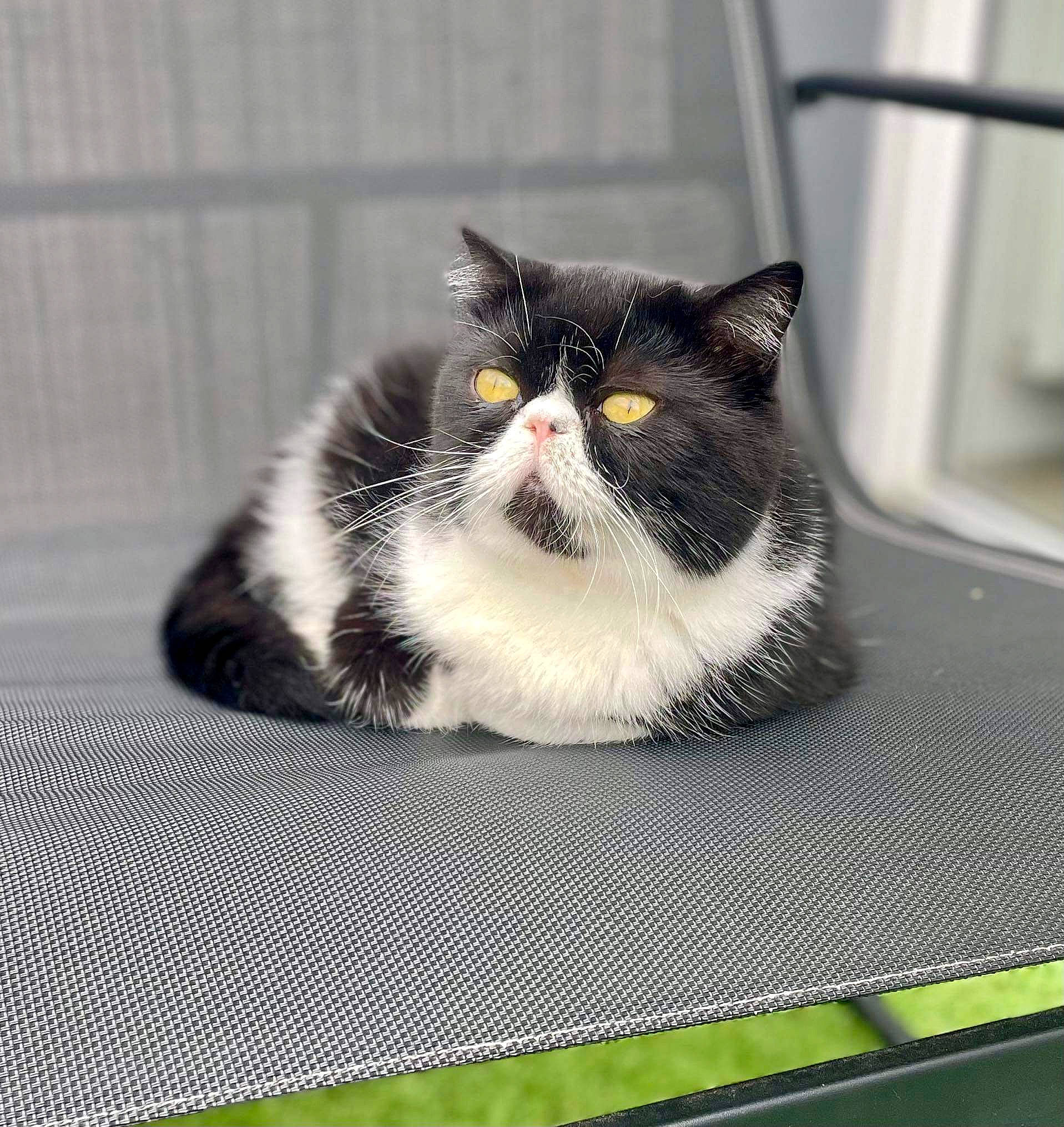 Petty a rejoint le concours — aidez-le/la à gagner de superbes lots ! carnivore, cat, composite_material, felidae, flooring, fur, grey, rectangle, small_to_medium_sized_cats, snout, terrestrial_animal, whiskers