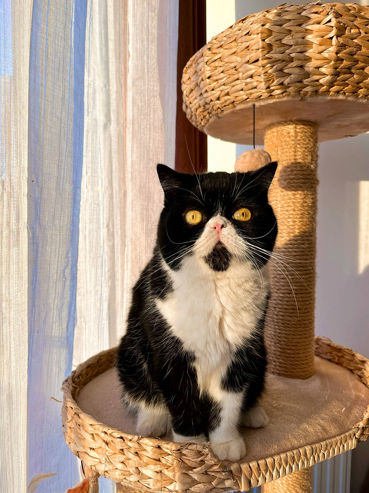 Petty participe au concours pour gagner de l'argent avec cette photo : basket, carnivore, cat, cat_furniture, cat_supply, curtain, domestic_short_haired_cat, felidae, fur, lamp, outdoor_furniture, pattern, small_to_medium_sized_cats, tail, textile, whiskers, wicker, window, window_treatment, wood