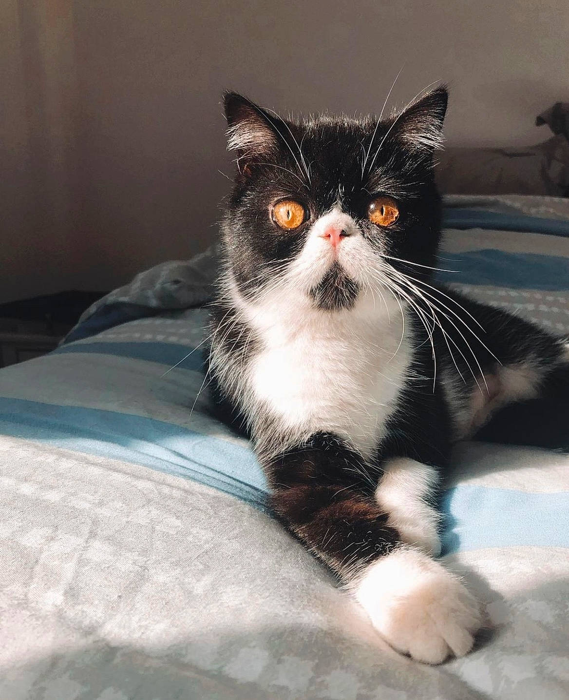 Petty participe au concours pour gagner de l'argent avec cette photo : carnivore, cat, comfort, domestic_short_haired_cat, felidae, fur, paw, sitting, small_to_medium_sized_cats, snout, tail, whiskers