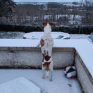 Volt participe au concours pour gagner de l'argent avec cette photo : animal, back_view, basketball, brown, cloudy_sky, cold, curious, dog, fence, field, landscape, nature, outdoor, paw_prints, pet, quiet, snow, tree, white, winter
