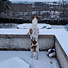 dog, snow, winter, outdoor, basketball, paw_prints, fence, tree, field, cloudy_sky, animal, pet, curious, back_view, landscape, cold, quiet, nature, white, brown