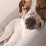 Volt a rejoint le concours — aidez-le/la à gagner de superbes lots ! animal, brown_and_white, closeup, comfort, couch, cozy, dog, ears, face, fur, home, indoor, napping, peaceful, pet, quiet, relaxed, resting, sleeping, soft