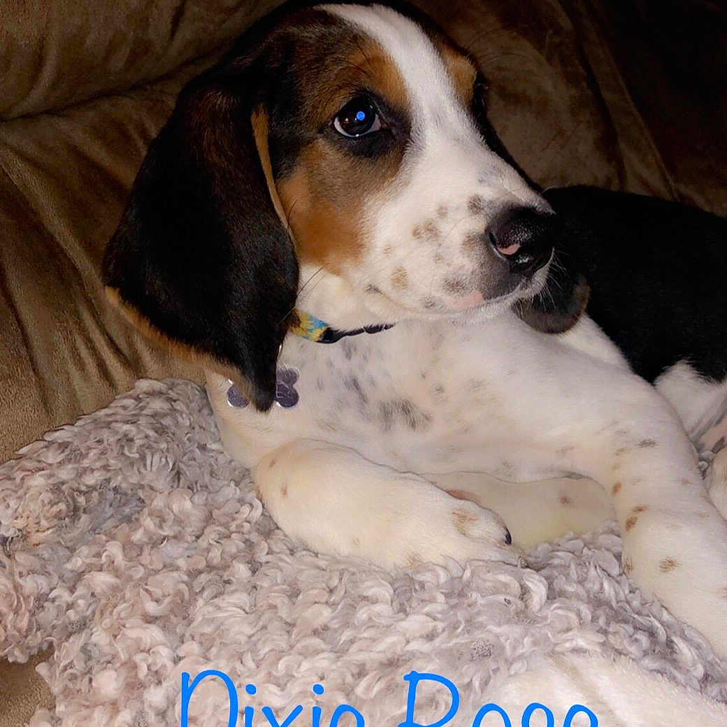 Dixie Rose
