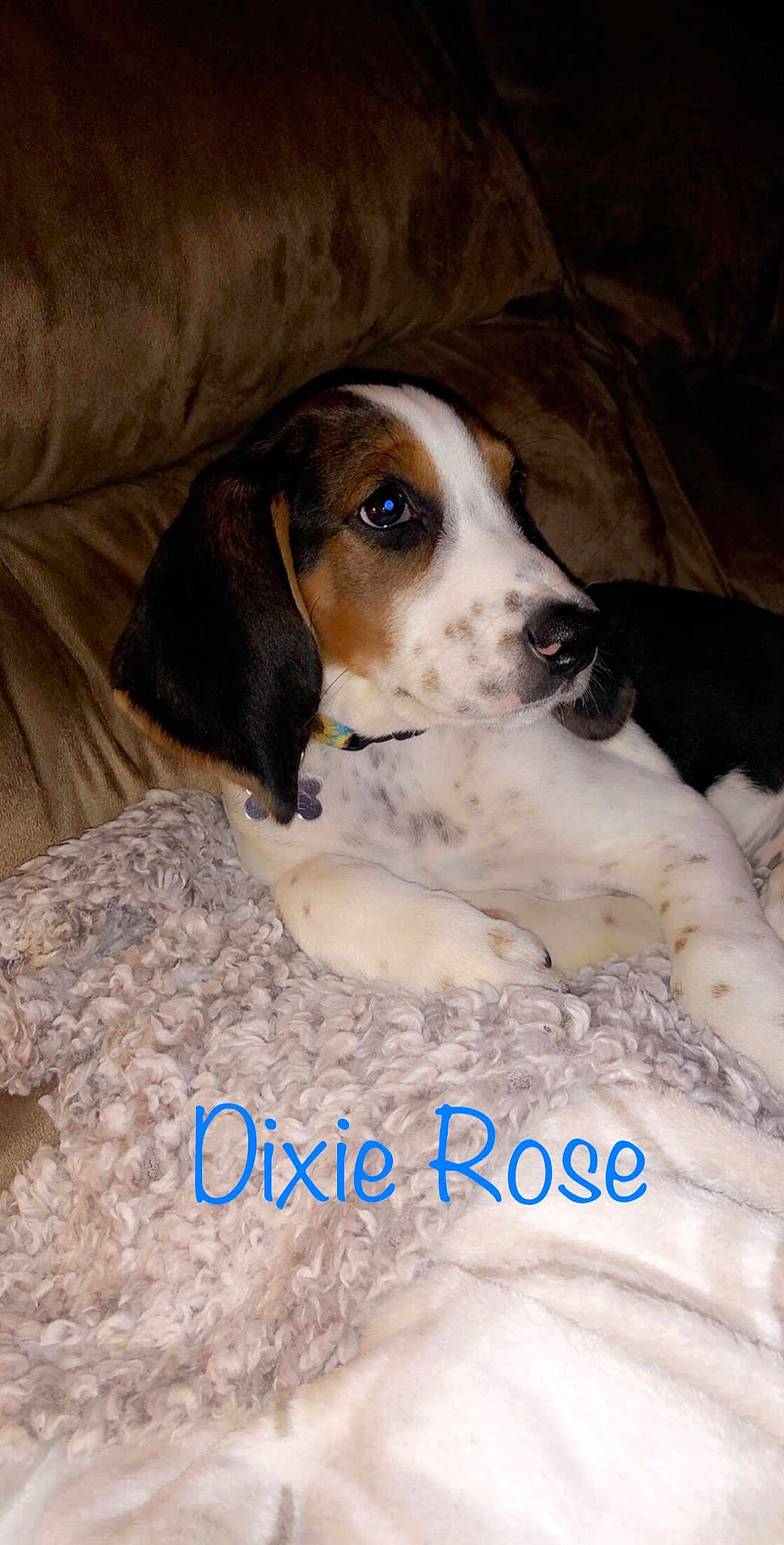 Dixie Rose