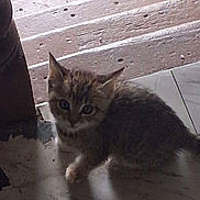 Hazel is registered to the contest to win money with this photo: animal, brown, cat, cautious, curious, cute, domestic, doorway, feline, floor, indoor, kitten, marble_floor, pet, quiet, shadow, small, step, striped, young