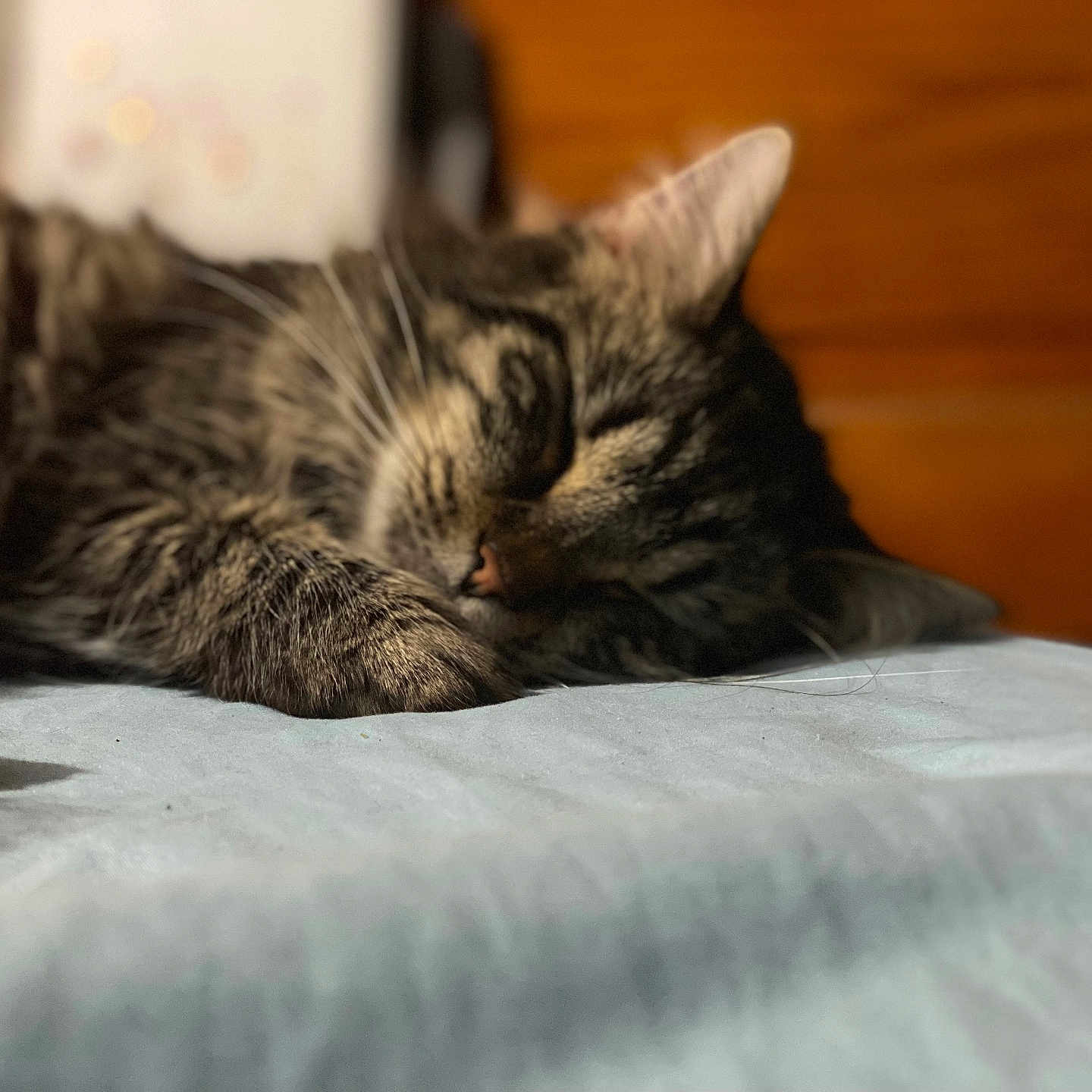 Princess joined the competition — help win amazing prizes! abyssinian, animal, bed, bedroom, bird, blanket, cat, couch, furniture, hardwood, indoors, kitten, manx, penguin, person, pet, room, shelf, sleeping, wood