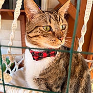 Leo joined the competition — help win amazing prizes! alert, animal, bow_tie, cat, close_up, cozy, cute, fur, green_eyes, hammock, indoor, netting, pet, portrait, red_bow_tie, sitting, striped_fur, tabby_cat, whiskers, wooden_background