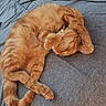 Myra joined the competition — help win amazing prizes! canidae, carnivore, cat, claw, fawn, felidae, fur, paw, small_to_medium_sized_cats, sporting_group, tabby_cat, whiskers