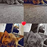 Myra joined the competition — help win amazing prizes! british_shorthair, carnivore, cat, european_shorthair, eye, fawn, felidae, fur, kitten, nap, nose, paw, photography, sky, sleep, small_to_medium_sized_cats, snapshot, snout, tabby_cat, whiskers