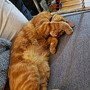 Myra joined the competition — help win amazing prizes! canidae, carnivore, cat, claw, companion_dog, dog, dog_breed, fawn, felidae, golden_retriever, paw, small_to_medium_sized_cats, snout, sporting_group, tail, whiskers