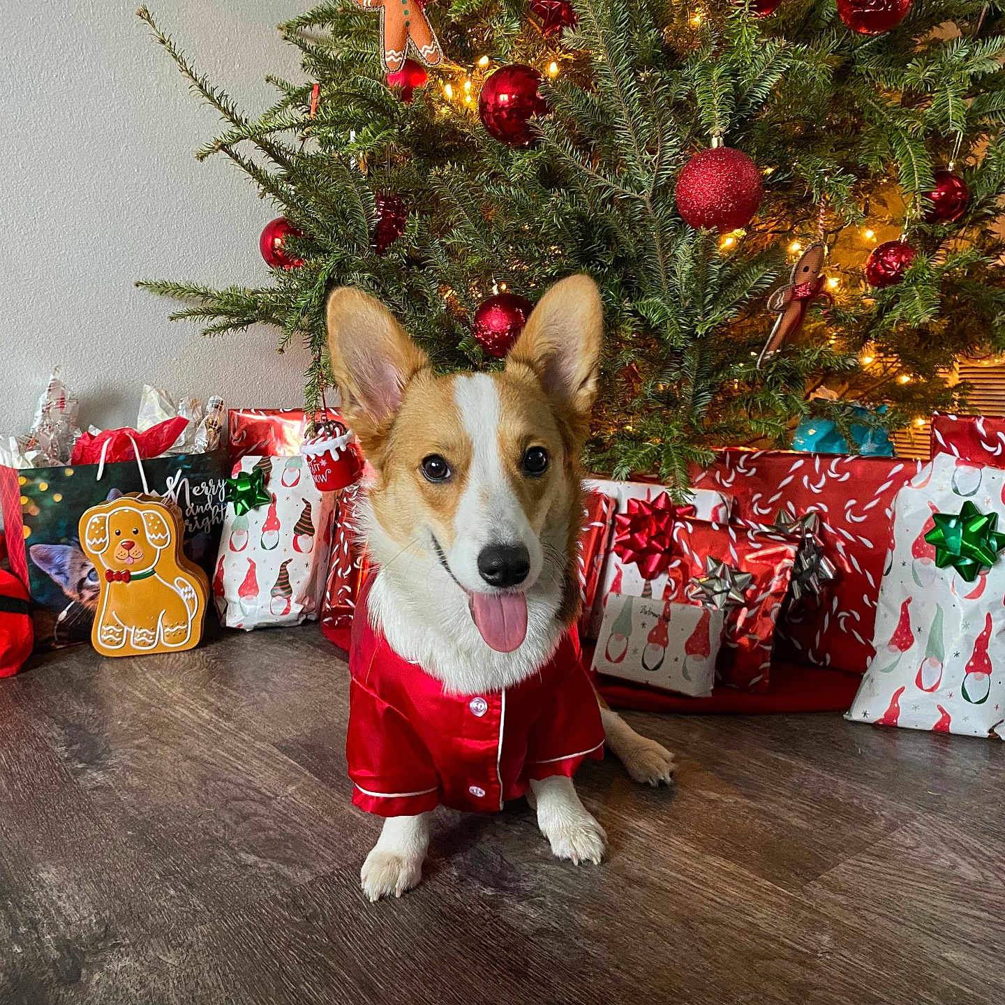 Lilly is registered to the contest to win money with this photo: accessories, animal, architecture, bag, building, canine, christmas, christmasdecorations, christmastree, conifer, dog, festival, handbag, hound, person, pet, plant, pottedplant, puppy, tree