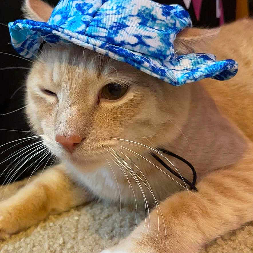 Socks joined the competition — help win amazing prizes! animal, architecture, baseballcap, building, cap, cat, clothing, cushion, face, hat, head, homedecor, kitten, outdoors, person, pet, photography, portrait, shelter, sunhat