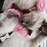 Aboo is registered to the contest to win money with this photo: cat, kitten, sleeping, siamese_cat, pink_collar, bow_tie, flower, rose, pet, cute, furry, close_up, indoors, window, soft_texture, cozy, resting, animal, fur, snuggling