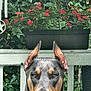 Zeke joined the competition — help win amazing prizes! alert, animal, canine, closeup, doberman, dog, ears, face, fence, flower_pot, flowers, greenery, nature, outdoor, pet, plant, porch, portrait, watchful, wood