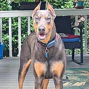 Zeke joined the competition — help win amazing prizes! animal, canine, chair, collar, deck, doberman, dog, domestic_animal, ears, fur, furniture, greenery, happy, mammal, outdoor, pet, plant, porch, smiling, tongue