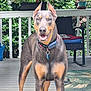 animal, canine, chair, collar, deck, doberman, dog, domestic_animal, ears, fur, furniture, greenery, happy, mammal, outdoor, pet, plant, porch, smiling, tongue