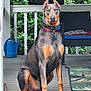 Zeke is registered to the contest to win money with this photo: alert, animal, black_and_tan, canine, collar, doberman, dog, ears_up, furniture, greenery, mat, outdoor, pet, plants, porch, sitting, tag, watchful, watering_can, wooden_floor