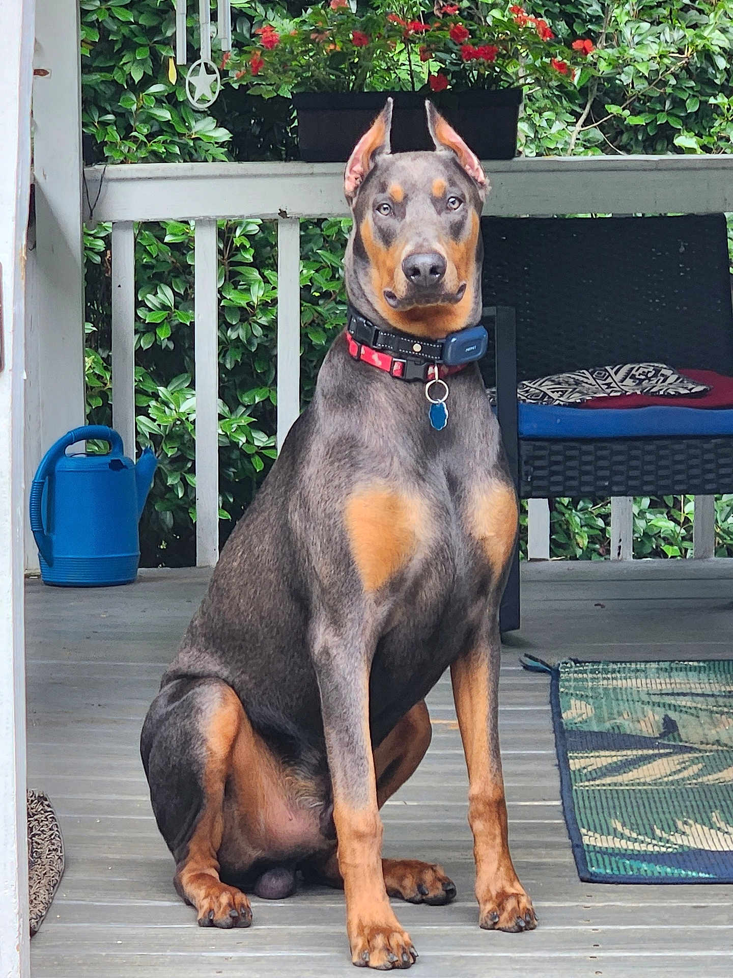 Zeke