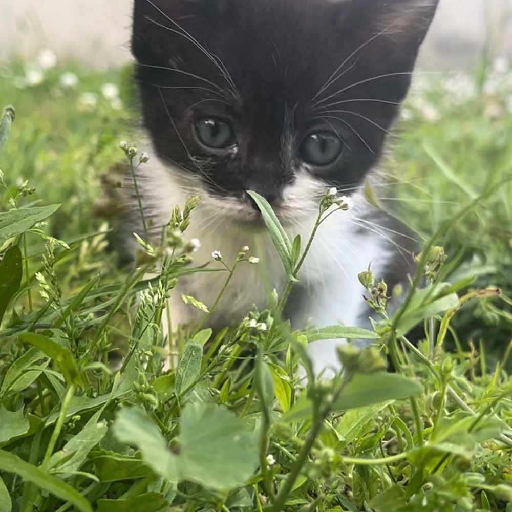 Maze participe au concours pour gagner de l'argent avec cette photo : animal, cat, face, field, grass, grassland, green, head, herbal, herbs, kitten, lawn, leaf, manx, nature, outdoors, person, pet, plant, vegetation