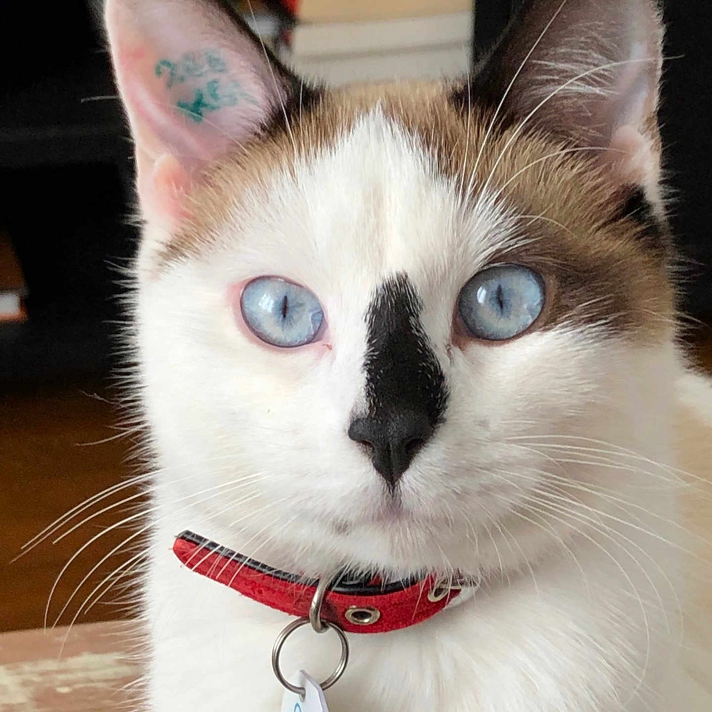 Snow participe au concours pour gagner de l'argent avec cette photo : animal, black_nose_mark, blue_eyes, brown_fur, cat, close_up, curious, cute, domestic_cat, ears, face, feline, fur_texture, indoor, pet, pet_tag, portrait, red_collar, whiskers, white_fur