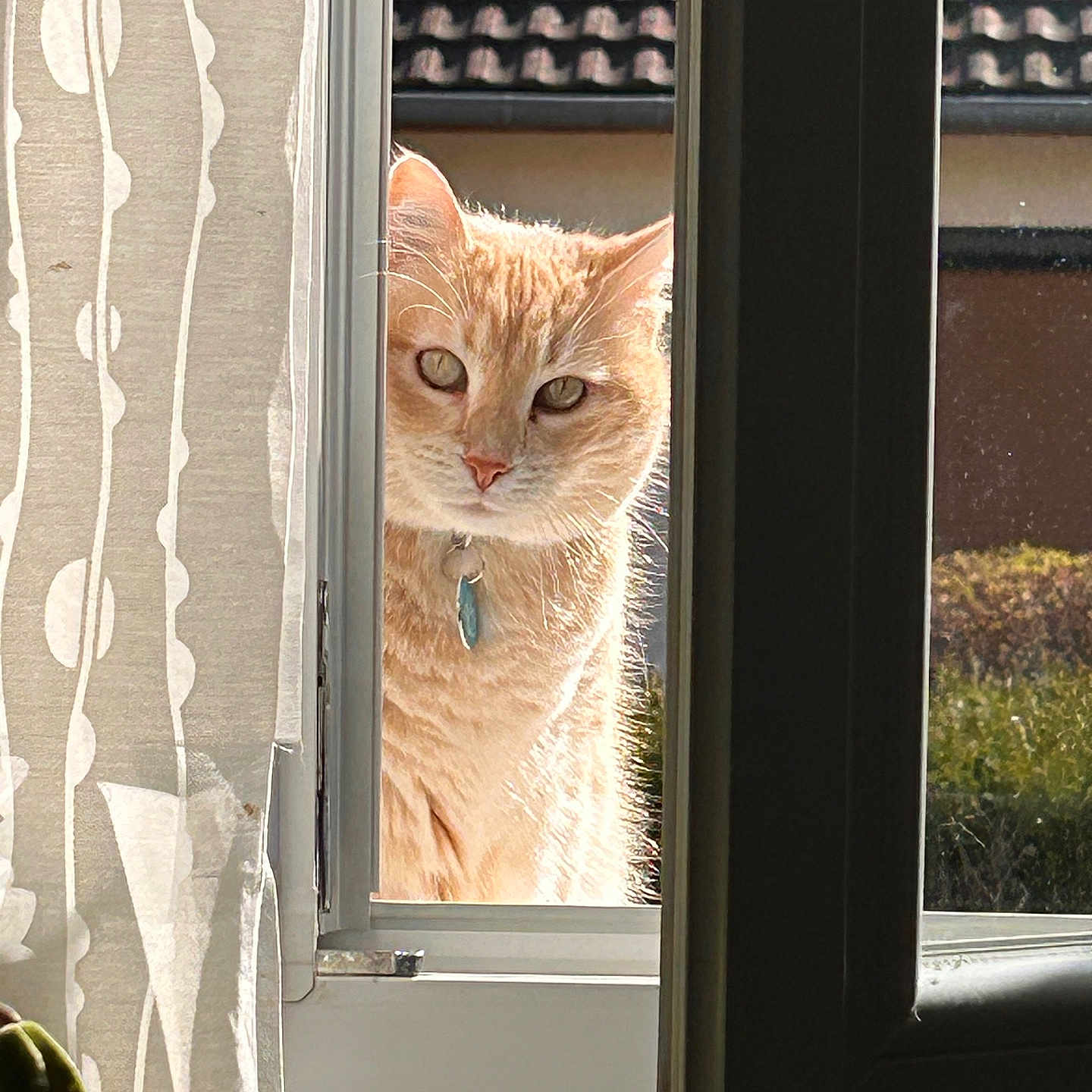 Simba a rejoint le concours — aidez-le/la à gagner de superbes lots ! animal, cat, closeup, collar, curious, curtain, daylight, ears, face, garden, ginger_cat, house, looking, outdoor, pet, plant, roof, sunlight, whiskers, window