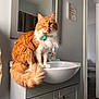 cat, orange_cat, long_hair, fluffy_tail, sink, bathroom, mirror, cabinet, towel, soap_bottle, indoor, pet, sitting, portrait, whiskers, collar, green_tag, wall_art, doorway, floor