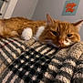 cat, orange_cat, ginger_cat, pet, sleepy, cozy, blanket, plaid, fur, whiskers, ears, paw, close_up, portrait, indoor, bedroom, bedding, resting, relaxed, home_decor