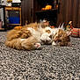 cat, orange_cat, fluffy, carpet, indoor, furniture, cabinet, pumpkin, fall_decor, autumn, cozy, lying_down, paws, whiskers, close_up, relaxed, home, decorations, shelf, toy