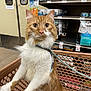 cat, ginger_cat, orange_tabby, pet, shopping_cart, leash, harness, store, aisle, pet_food, cans, shelf, curious, whiskers, paws, portrait, indoor, close_up, eye_contact, retail