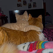 Churro is registered to the contest to win money with this photo: cat, kitten, orange_cat, embrace, hug, back_view, blanket, bed, cozy, indoor, television, wall_photos, collar, fur, tail, paw, domestic_pet, night, soft_texture, feline