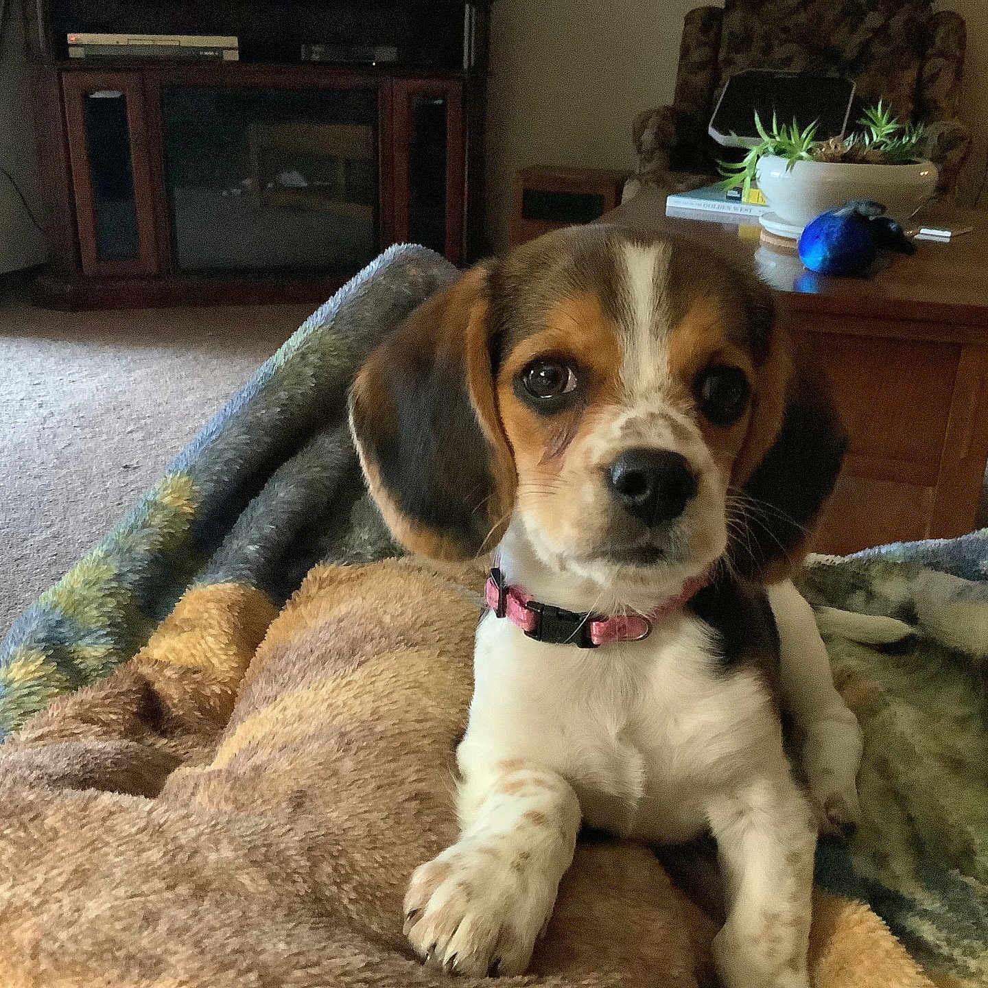 Molly is registered to the contest to win money with this photo: animal, beagle, blanket, carpet, collar, companion, cozy, cute, dog, domestic_animal, fur, furniture, indoor, living_room, pet, plant, puppy, resting, table, young