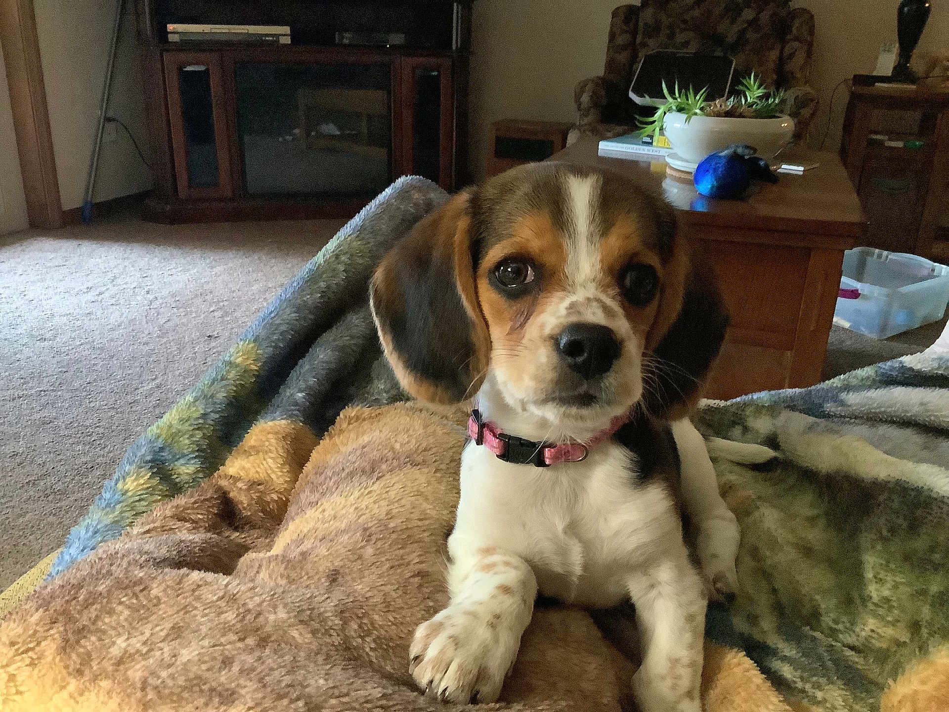 Molly is registered to the contest to win money with this photo: puppy, dog, beagle, pet, blanket, indoor, living_room, furniture, table, plant, cozy, carpet, cute, collar, animal, fur, young, domestic_animal, companion, resting