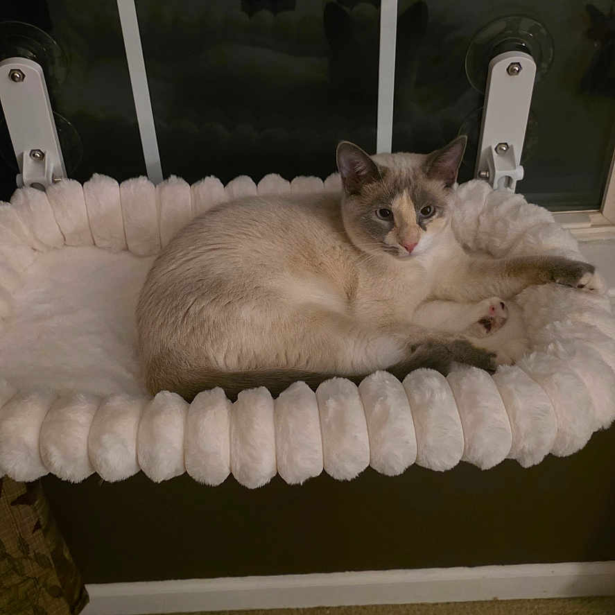 Nova joined the competition — help win amazing prizes! cat, window, curtain, bed, indoor, pet, animal, feline, resting, cozy, soft, fluffy, home, comfortable, looking, alert, decor, dark_wall, window_mount, relaxation