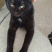 Mia a rejoint le concours — aidez-le/la à gagner de superbes lots ! cat, black_cat, pet, hand, stretching, floor, indoor, animal, feline, whiskers, ears, green_eyes, fur, domestic_cat, mammal, cute, relaxed, close_up, companion, touch