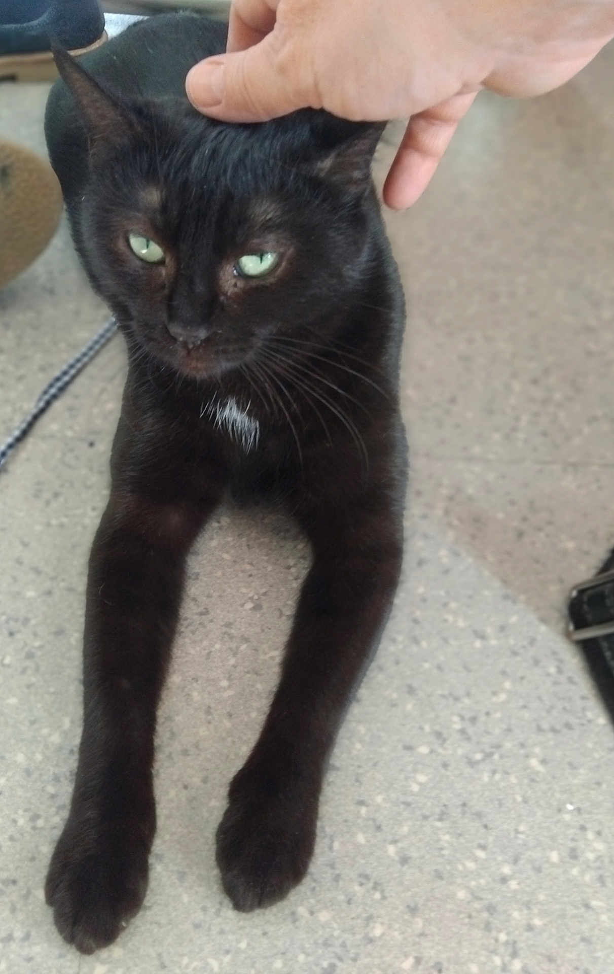 Mia a rejoint le concours — aidez-le/la à gagner de superbes lots ! cat, black_cat, pet, hand, stretching, floor, indoor, animal, feline, whiskers, ears, green_eyes, fur, domestic_cat, mammal, cute, relaxed, close_up, companion, touch