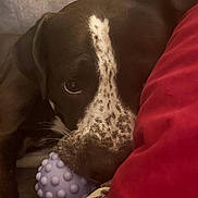 Minon joined the competition — help win amazing prizes! dog, close_up, speckled, toy, purple, blanket, red, nose, paw, indoor, pet, cute, cozy, resting, animal, fur, looking, face, play, snuggle