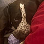 animal, blanket, close_up, cozy, cute, dog, face, fur, indoor, looking, nose, paw, pet, play, purple, red, resting, snuggle, speckled, toy