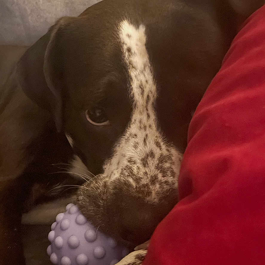 Minon joined the competition — help win amazing prizes! animal, blanket, close_up, cozy, cute, dog, face, fur, indoor, looking, nose, paw, pet, play, purple, red, resting, snuggle, speckled, toy