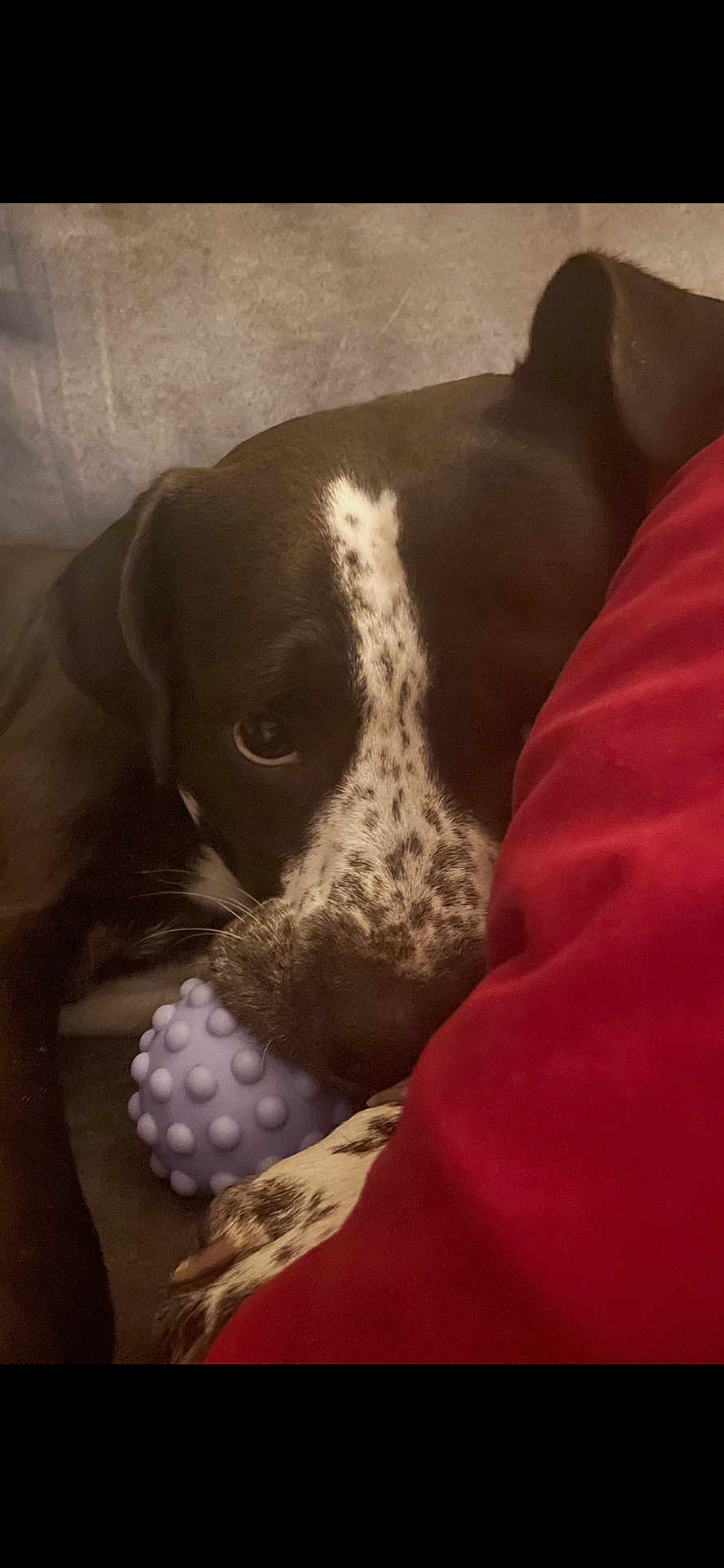 Minon joined the competition — help win amazing prizes! dog, close_up, speckled, toy, purple, blanket, red, nose, paw, indoor, pet, cute, cozy, resting, animal, fur, looking, face, play, snuggle