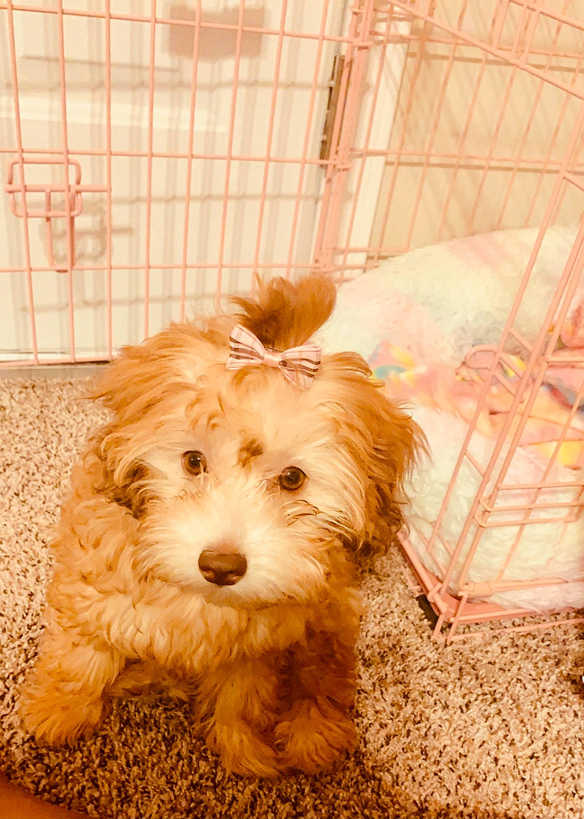 Bella is registered to the contest to win money with this photo: canidae, carnivore, cavachon, cavapoo, cockapoo, companion_dog, dog, dog_breed, havanese, maltepoo, mammal, morkie, norfolk_terrier, poodle_crossbreed, puppy, schnoodle, snout, sporting_lucas_terrier, terrier, vertebrate