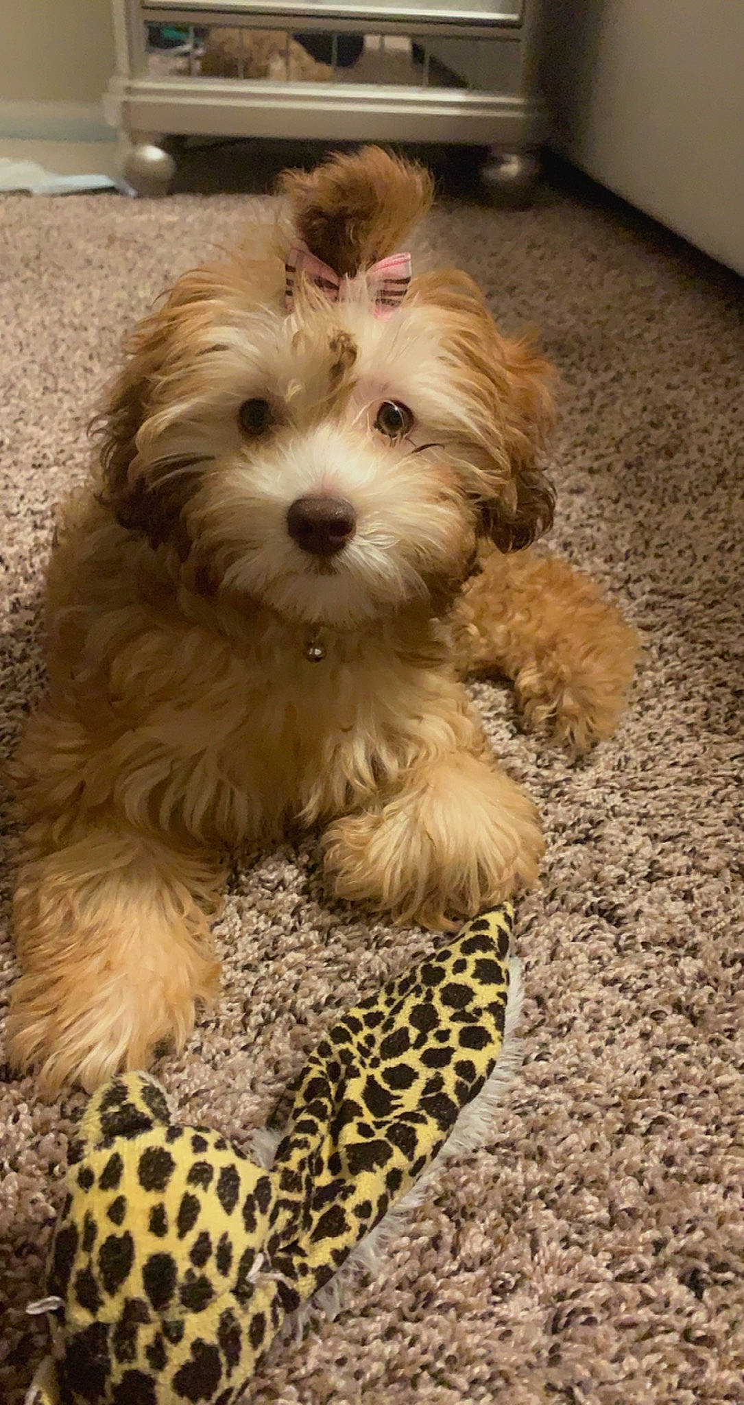 Bella is registered to the contest to win money with this photo: bolonka, canidae, cavachon, cavapoo, chinese_imperial_dog, companion_dog, dog, dog_breed, havanese, kyi_leo, maltepoo, mammal, morkie, poodle_crossbreed, puppy, schnoodle, shih_poo, shih_tzu, sporting_lucas_terrier, vertebrate
