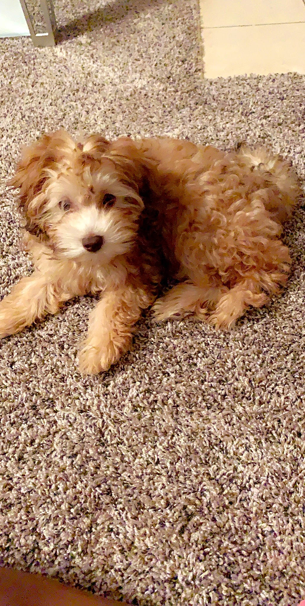 Bella joined the competition — help win amazing prizes! bolonka, canidae, carnivore, cavachon, cavapoo, cockapoo, companion_dog, dog, dog_breed, goldendoodle, havanese, maltepoo, mammal, miniature_poodle, poodle_crossbreed, puppy, schnoodle, shih_poo, toy_poodle, vertebrate