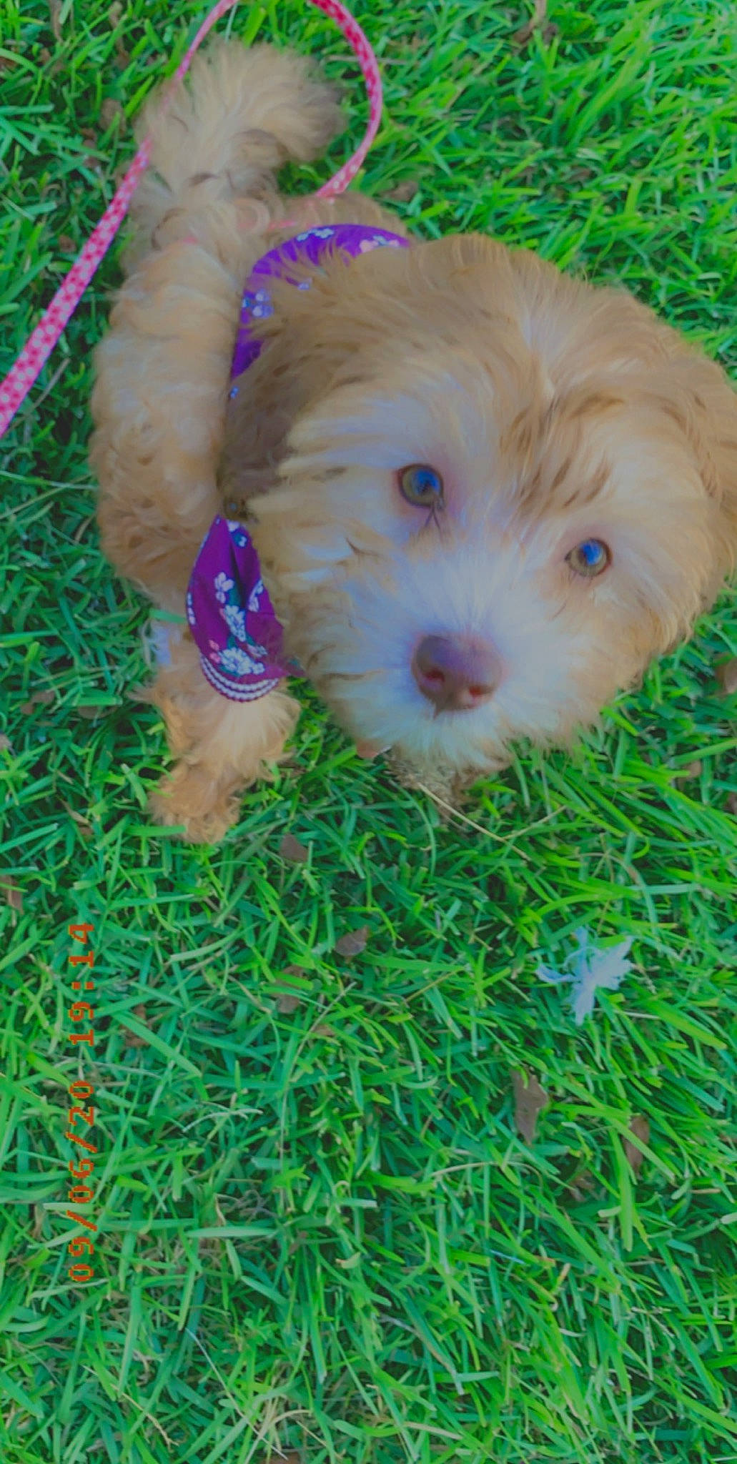 Bella joined the competition — help win amazing prizes! bolonka, canidae, carnivore, cavachon, chinese_imperial_dog, cockapoo, dog, dog_breed, havanese, labradoodle, lhasa_apso, maltepoo, mammal, poodle_crossbreed, puppy, schnoodle, shih_poo, shih_tzu, sporting_lucas_terrier, vertebrate