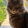 cat, fluffy, gray_cat, golden_eyes, closeup, portrait, whiskers, feline, pet, indoor, window, natural_light, garden, animal, cute, mammal, fur, domestic_cat, face, alert