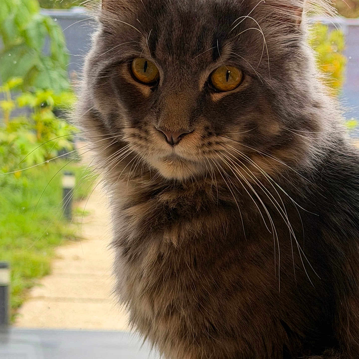 Aïko