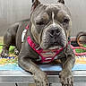 animal, calm, canine, collar, cord, dog, ears_up, floor, gray_dog, indoor, leash, looking_at_camera, lying_down, metal_surface, muscular, pet, pink_harness, resting, studio, table