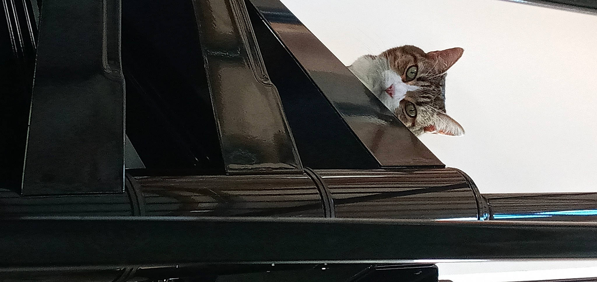 Lily a rejoint le concours — aidez-le/la à gagner de superbes lots ! automotive_exterior, automotive_lighting, automotive_window_part, carnivore, cat, comfort, domestic_short_haired_cat, felidae, glass, hood, metal, rectangle, sitting, small_to_medium_sized_cats, tail, tints_and_shades, vehicle_door, whiskers, windscreen_wiper, windshield