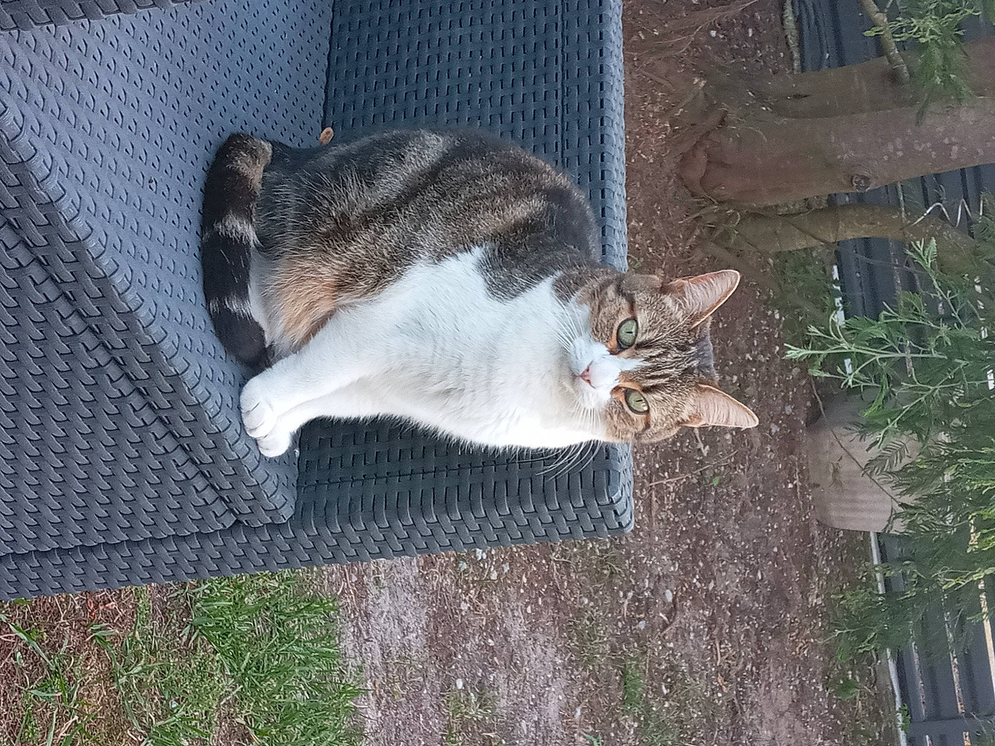 Lily a rejoint le concours — aidez-le/la à gagner de superbes lots ! carnivore, cat, domestic_short_haired_cat, eye, felidae, fur, grass, paw, plant, small_to_medium_sized_cats, snout, tail, terrestrial_animal, tree, whiskers, wildlife, wood