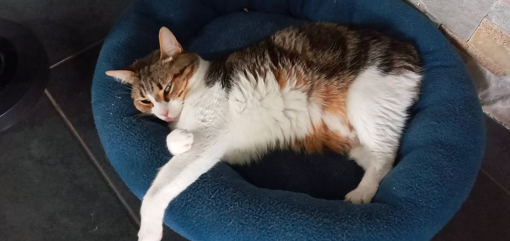 Lily participe au concours pour gagner de l'argent avec cette photo : carnivore, cat, cat_supply, claw, comfort, domestic_short_haired_cat, felidae, foot, fur, paw, sitting, small_to_medium_sized_cats, snout, tail, whiskers, window